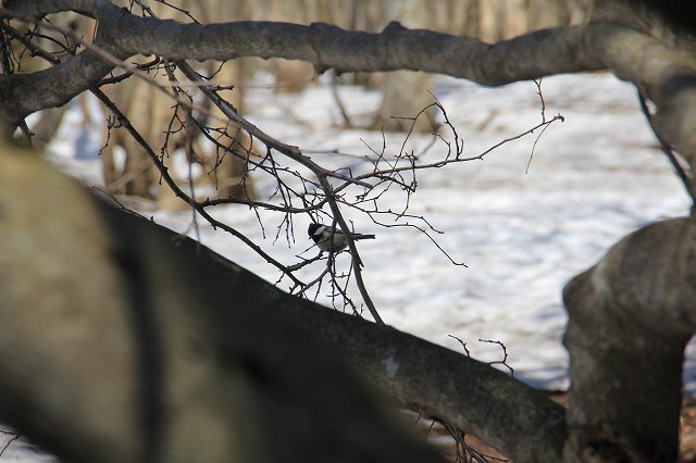 4月24日 岡山県立森林公園_a0045932_20454287.jpg