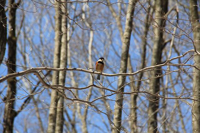 4月24日 岡山県立森林公園_a0045932_20454961.jpg