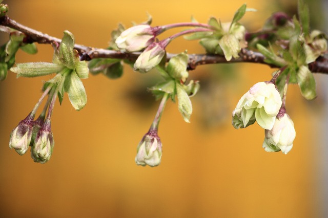 4月6日 63番札所・吉祥寺から61番札所・香園寺_a0045932_1119710.jpg