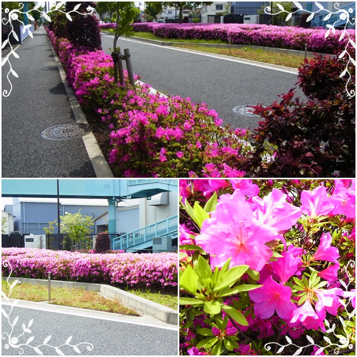 100円回転寿し(はま寿司 井荻)_b0287241_836794.jpg