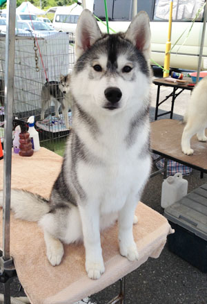 ♪ ユアン 奈良県クラブ連合会展 ♪_c0161772_22481629.jpg