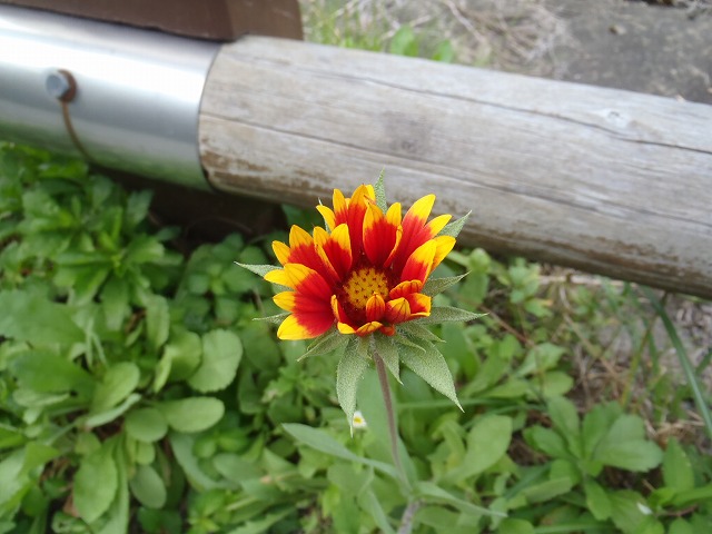 白峰南陵 地味だけど超キツイ笹山ダイレクト尾根!_c0147398_19352432.jpg