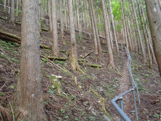 白峰南陵 地味だけど超キツイ笹山ダイレクト尾根!_c0147398_1938931.jpg