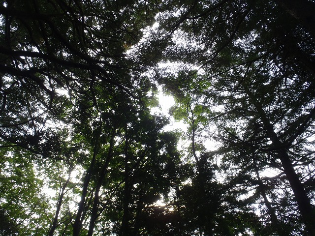 白峰南陵 地味だけど超キツイ笹山ダイレクト尾根!_c0147398_19392558.jpg