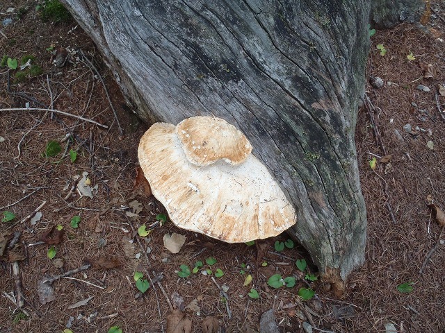 白峰南陵 地味だけど超キツイ笹山ダイレクト尾根!_c0147398_19404575.jpg