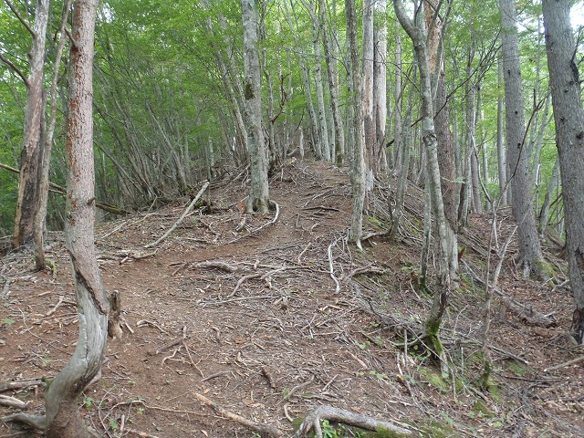 白峰南陵 地味だけど超キツイ笹山ダイレクト尾根!_c0147398_19413555.jpg