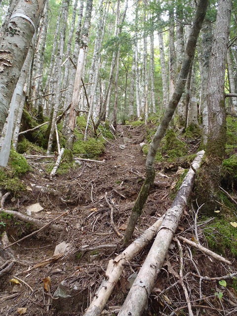 白峰南陵 地味だけど超キツイ笹山ダイレクト尾根!_c0147398_19423336.jpg