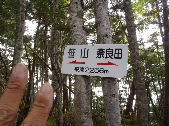 白峰南陵 地味だけど超キツイ笹山ダイレクト尾根!_c0147398_19443791.jpg