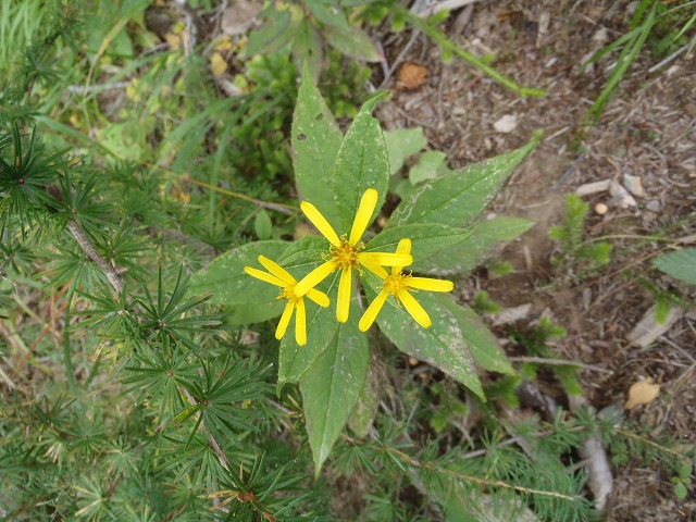 白峰南陵 地味だけど超キツイ笹山ダイレクト尾根!_c0147398_19462324.jpg