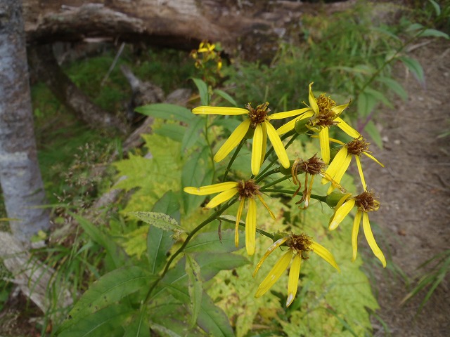 白峰南陵 地味だけど超キツイ笹山ダイレクト尾根!_c0147398_1946327.jpg