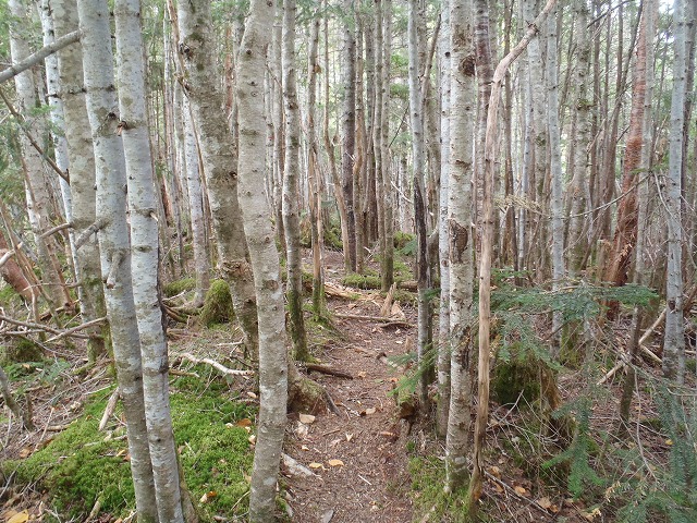 白峰南陵 地味だけど超キツイ笹山ダイレクト尾根!_c0147398_19472249.jpg