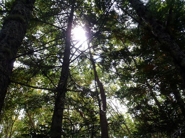 白峰南陵 地味だけど超キツイ笹山ダイレクト尾根!_c0147398_19473050.jpg