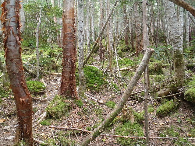 白峰南陵 地味だけど超キツイ笹山ダイレクト尾根!_c0147398_19475242.jpg