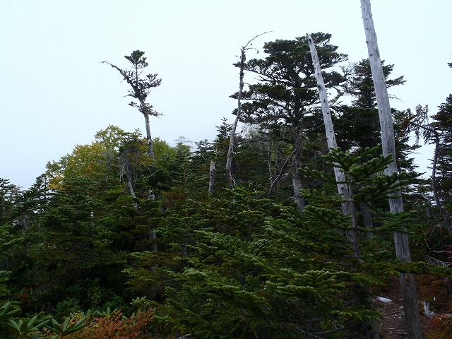 白峰南陵 地味だけど超キツイ笹山ダイレクト尾根!_c0147398_19482387.jpg