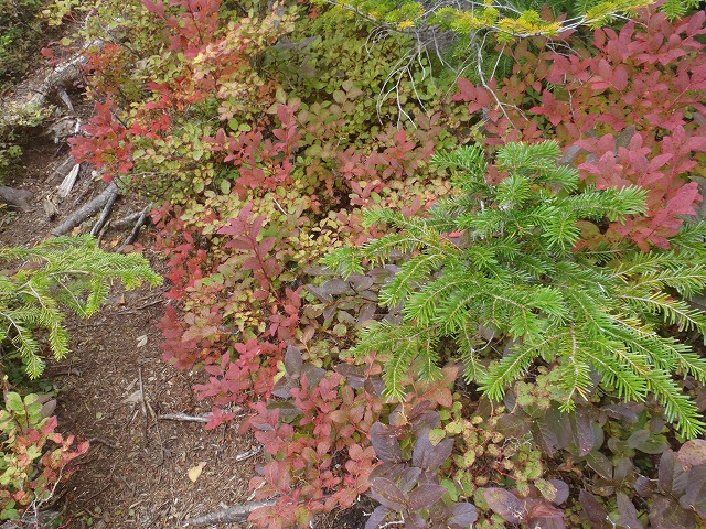 白峰南陵 地味だけど超キツイ笹山ダイレクト尾根!_c0147398_19503310.jpg