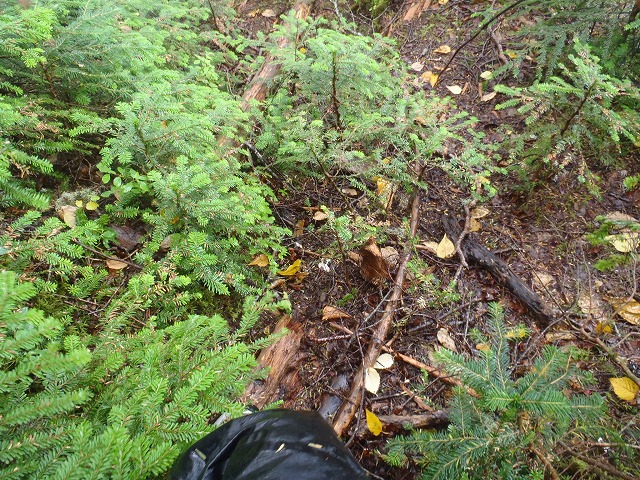 白峰南陵 地味だけど超キツイ笹山ダイレクト尾根!_c0147398_2021923.jpg