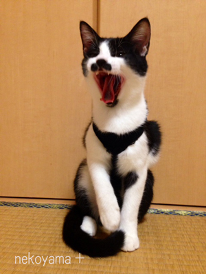 白黒さん まったりの日々_c0162823_2232098.jpg