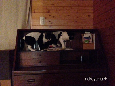 白黒さん まったりの日々_c0162823_2235166.jpg