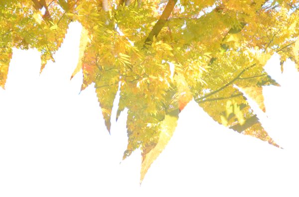 Yellow leaves_f0297861_21212838.jpg