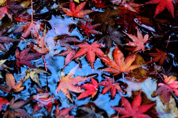 Fallen leaves_f0297861_21304150.jpg