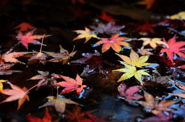 Fallen leaves_f0297861_21311565.jpg