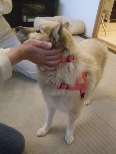 クロエちゃん お届け_d0183577_17403473.jpg