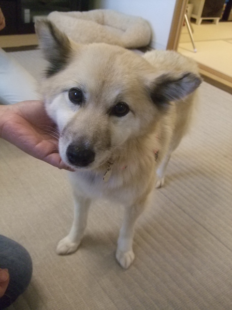 クロエちゃん お届け_d0183577_1741459.jpg