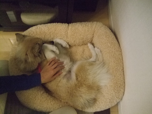 クロエちゃん お届け_d0183577_1822095.jpg