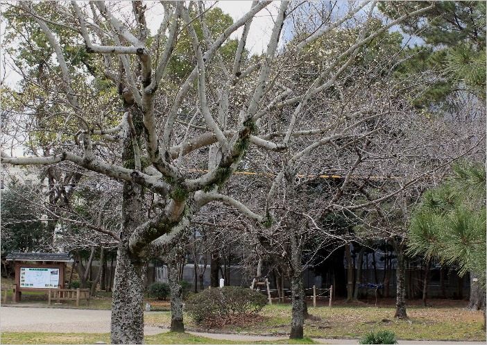 ☆ 豊橋公園の花と、ヒレンジャク ☆_f0181173_20403543.jpg