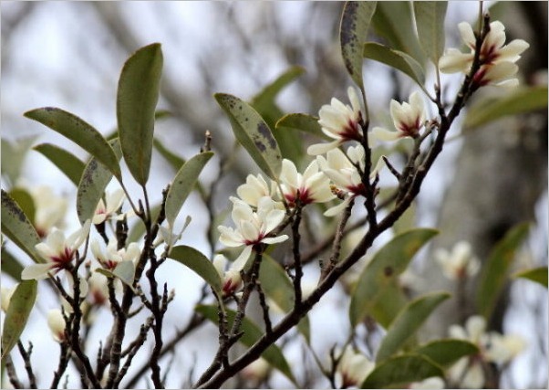 ☆ 豊橋公園の花と、ヒレンジャク ☆_f0181173_20451457.jpg