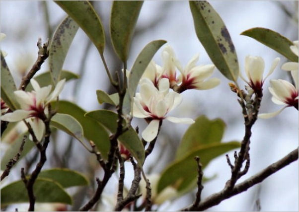 ☆ 豊橋公園の花と、ヒレンジャク ☆_f0181173_20452450.jpg