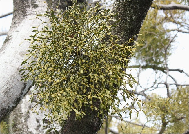 ☆ 豊橋公園の花と、ヒレンジャク ☆_f0181173_20473944.jpg