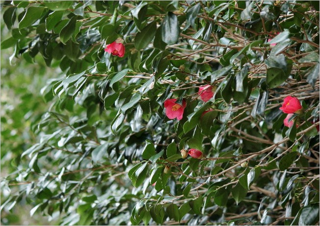 ☆ 豊橋公園の花と、ヒレンジャク ☆_f0181173_20483930.jpg