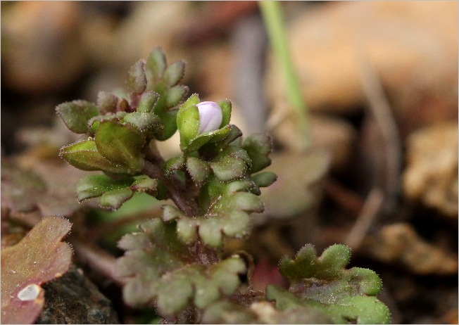 ☆ 豊橋公園の花と、ヒレンジャク ☆_f0181173_205219.jpg