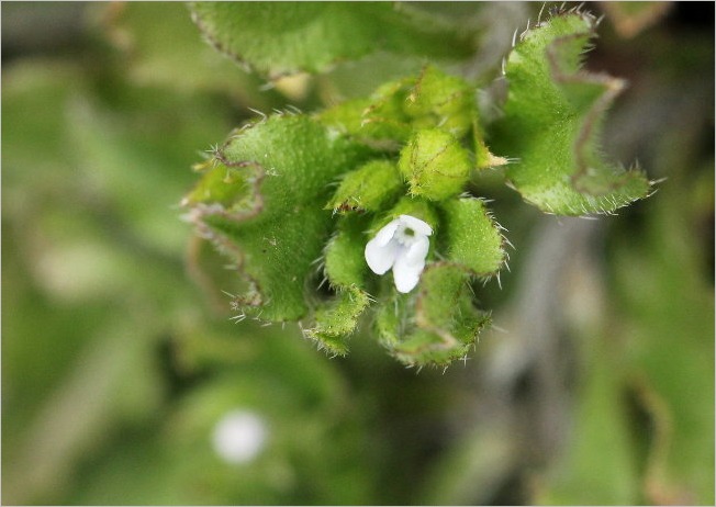 ☆ 豊橋公園の花と、ヒレンジャク ☆_f0181173_20524872.jpg