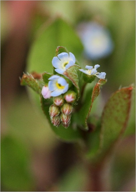 ☆ 豊橋公園の花と、ヒレンジャク ☆_f0181173_2053181.jpg