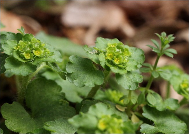 ☆ 豊橋公園の花と、ヒレンジャク ☆_f0181173_2054170.jpg