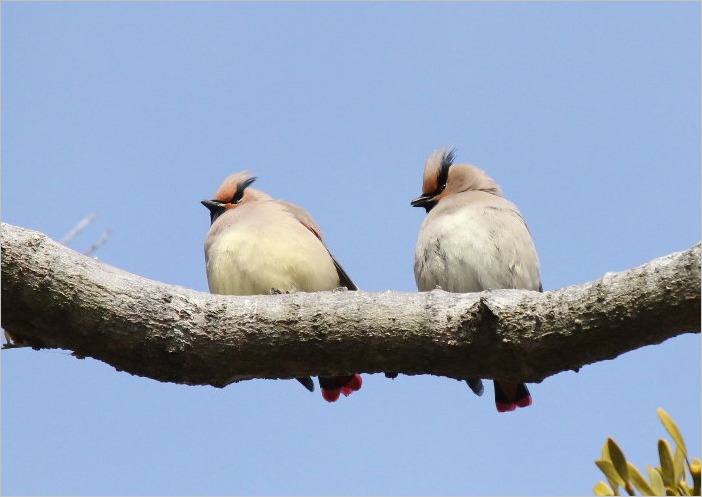 ☆ 豊橋公園の花と、ヒレンジャク ☆_f0181173_2111040.jpg