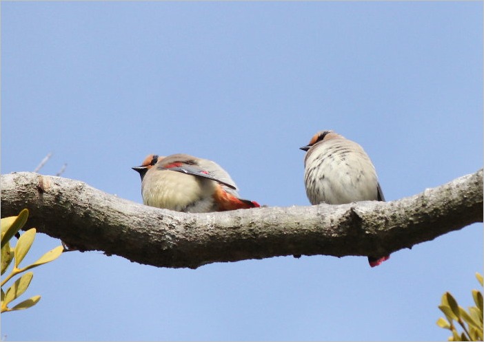 ☆ 豊橋公園の花と、ヒレンジャク ☆_f0181173_2112563.jpg