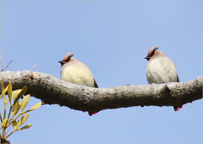 ☆ 豊橋公園の花と、ヒレンジャク ☆_f0181173_2113920.jpg