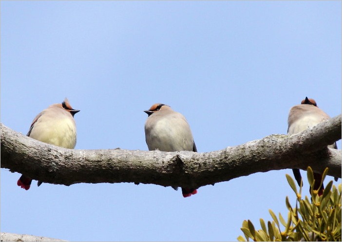 ☆ 豊橋公園の花と、ヒレンジャク ☆_f0181173_212099.jpg