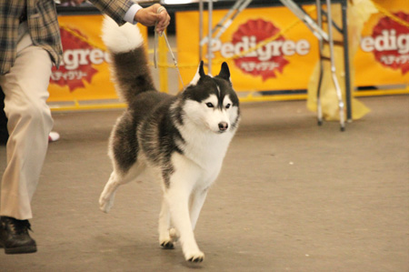 ♪ ユアン FCI中部インターナショナルドッグショー2015 ♪_c0161772_21385292.jpg