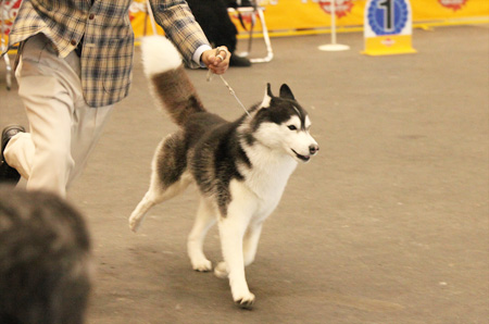 ♪ ユアン FCI中部インターナショナルドッグショー2015 ♪_c0161772_21404422.jpg