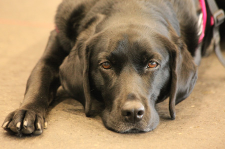 ♪ ユアン FCI中部インターナショナルドッグショー2015 ♪_c0161772_2153164.jpg