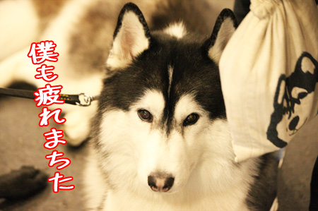 ♪ ユアン FCI中部インターナショナルドッグショー2015 ♪_c0161772_21533736.jpg