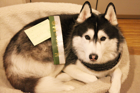 ♪ ユアン FCI中部インターナショナルドッグショー2015 ♪_c0161772_2156529.jpg