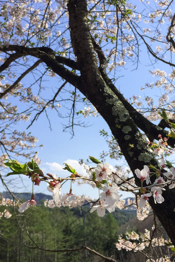 さくさく、ジューシー: 季節の果物のタルト (3) 春編_d0008146_16090696.jpg