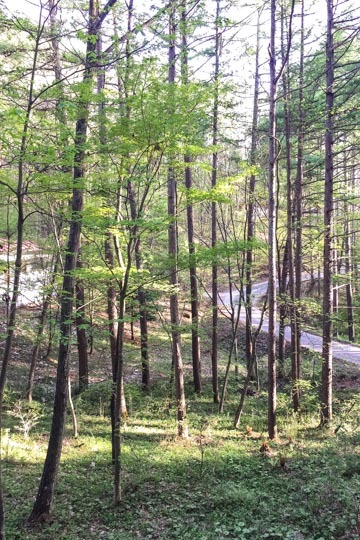 さくさく、ジューシー: 季節の果物のタルト (3) 春編_d0008146_19261671.jpg