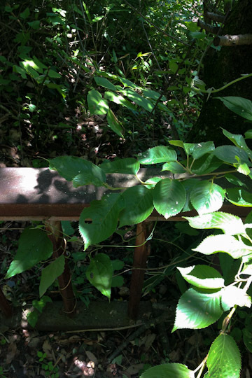 さくさく、ジューシー: 季節の果物のタルト (3) 春編_d0008146_21372571.jpg