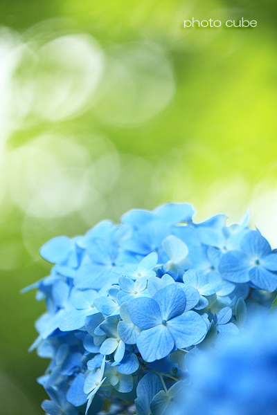 湘南物語 ~明月院ブルー2015~_b0195043_20005929.jpg